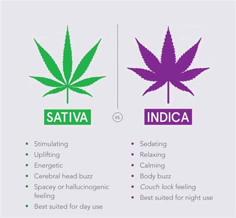 What is an Indica Cannabis Strain?