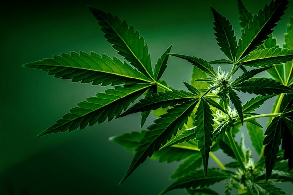 Cannabis plant with green leaves